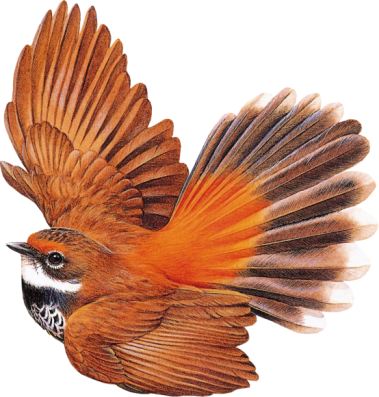 oiseau orangé