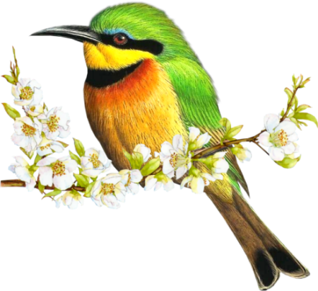 oiseau sur branche fleurie