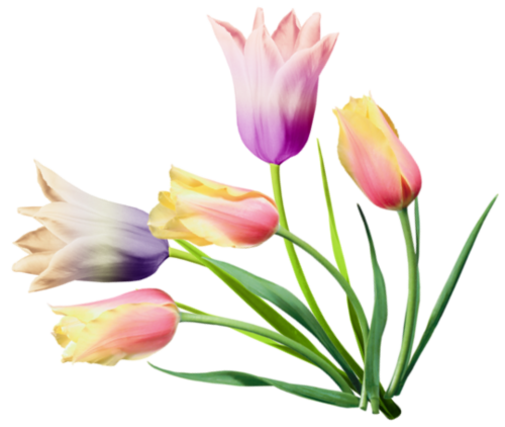 tulipes 3