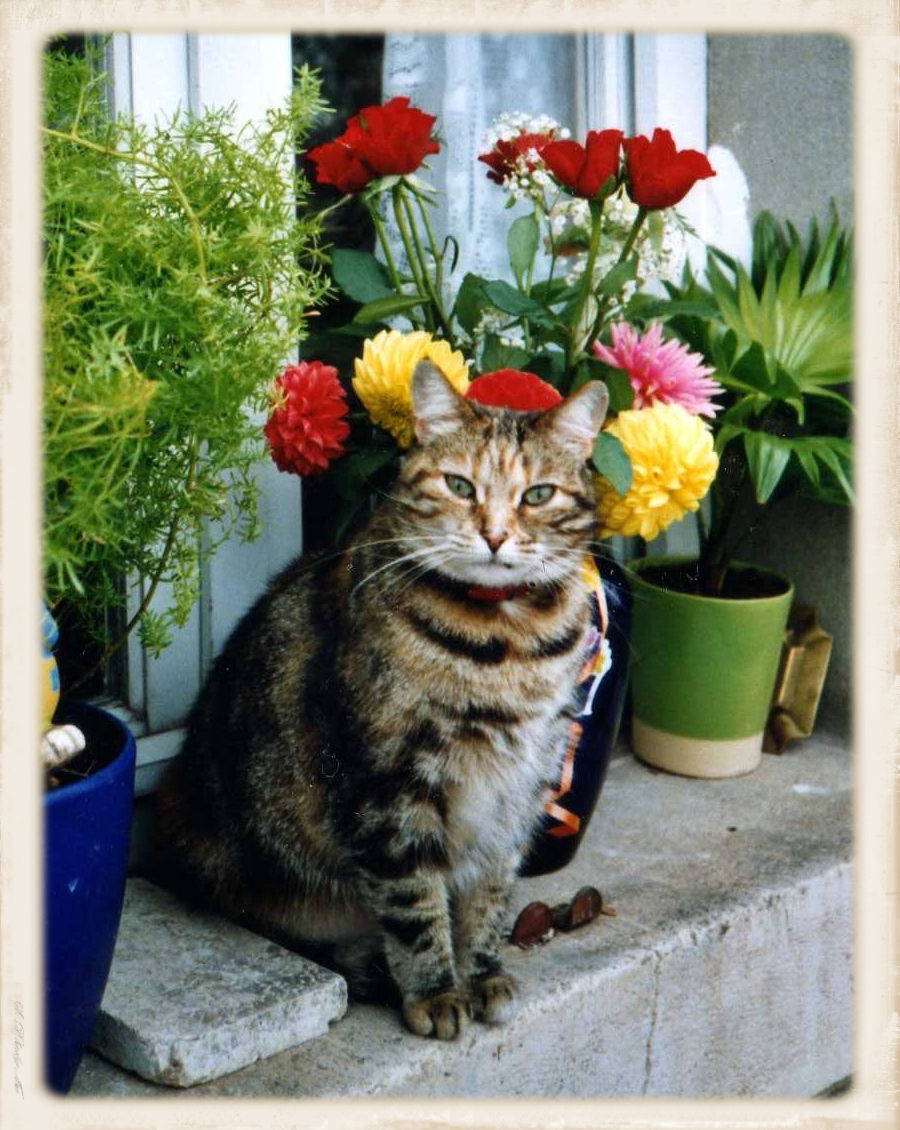 chat entouré de fleursb 254.jpg