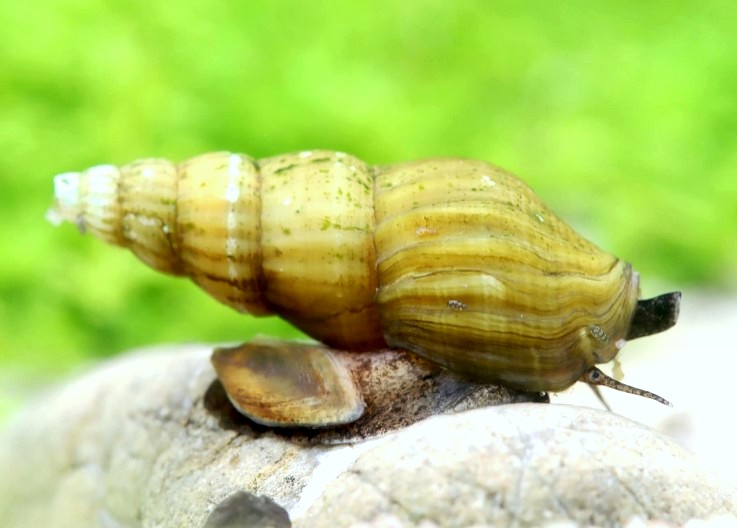 ANENTOME IVOIRE F