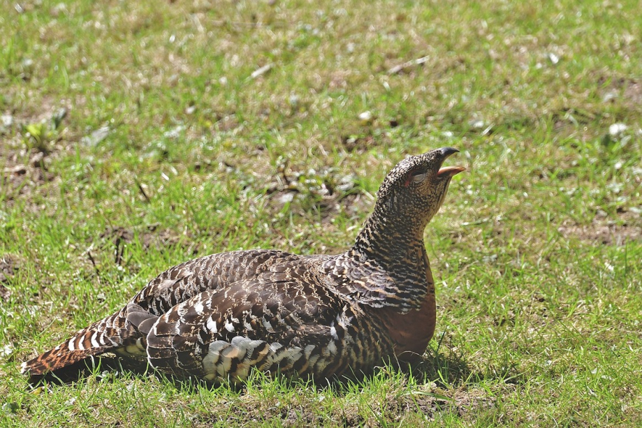 capercaillie-7226871_1280