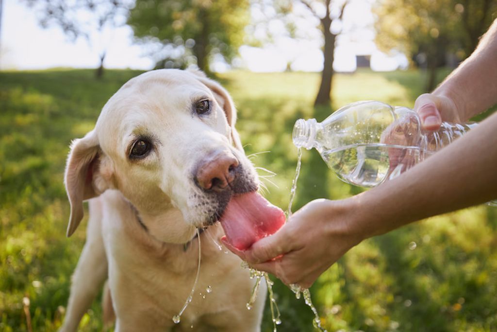 chenilles_processionaires_chien