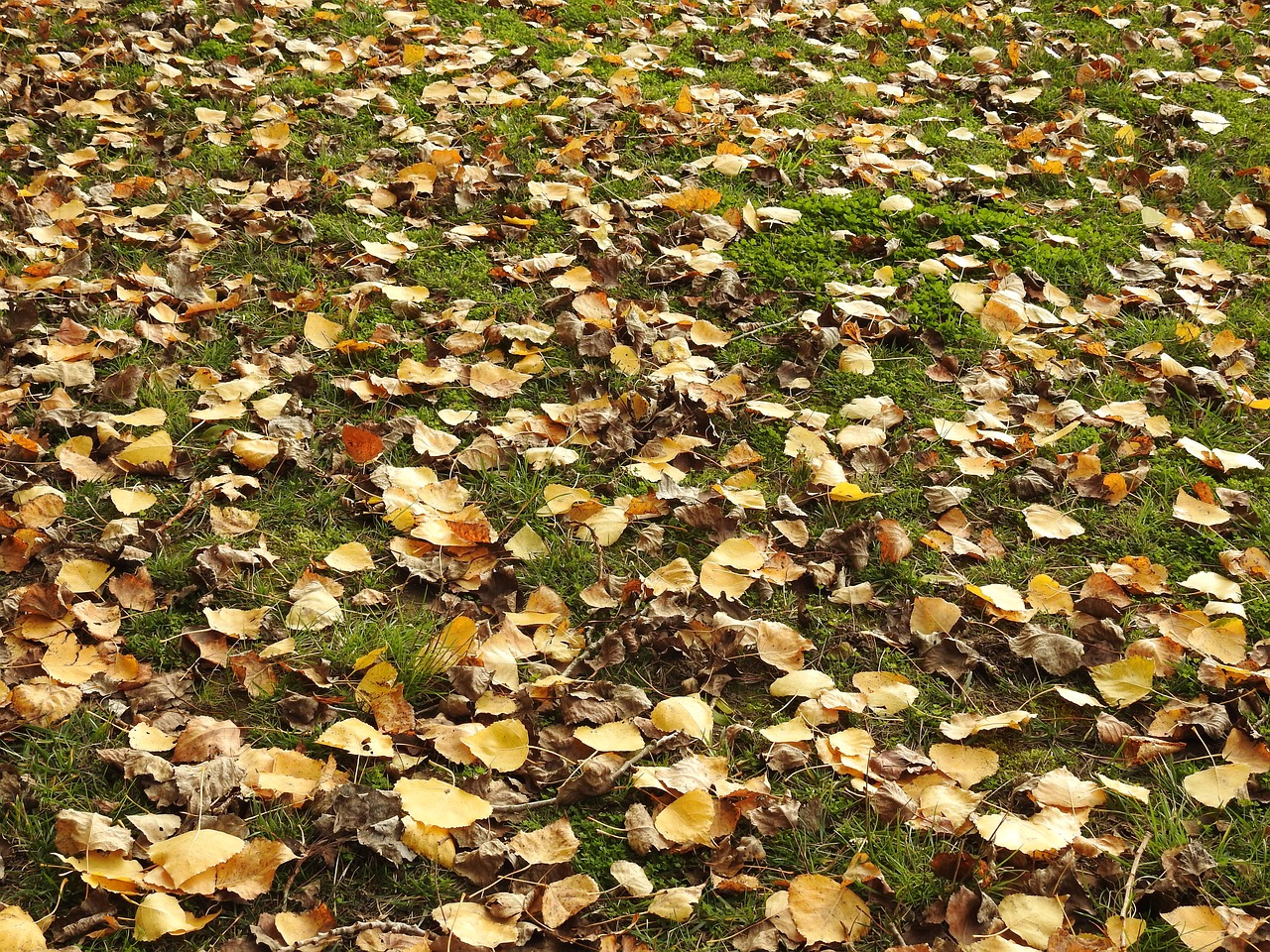 dead-leaves-1246988_1280