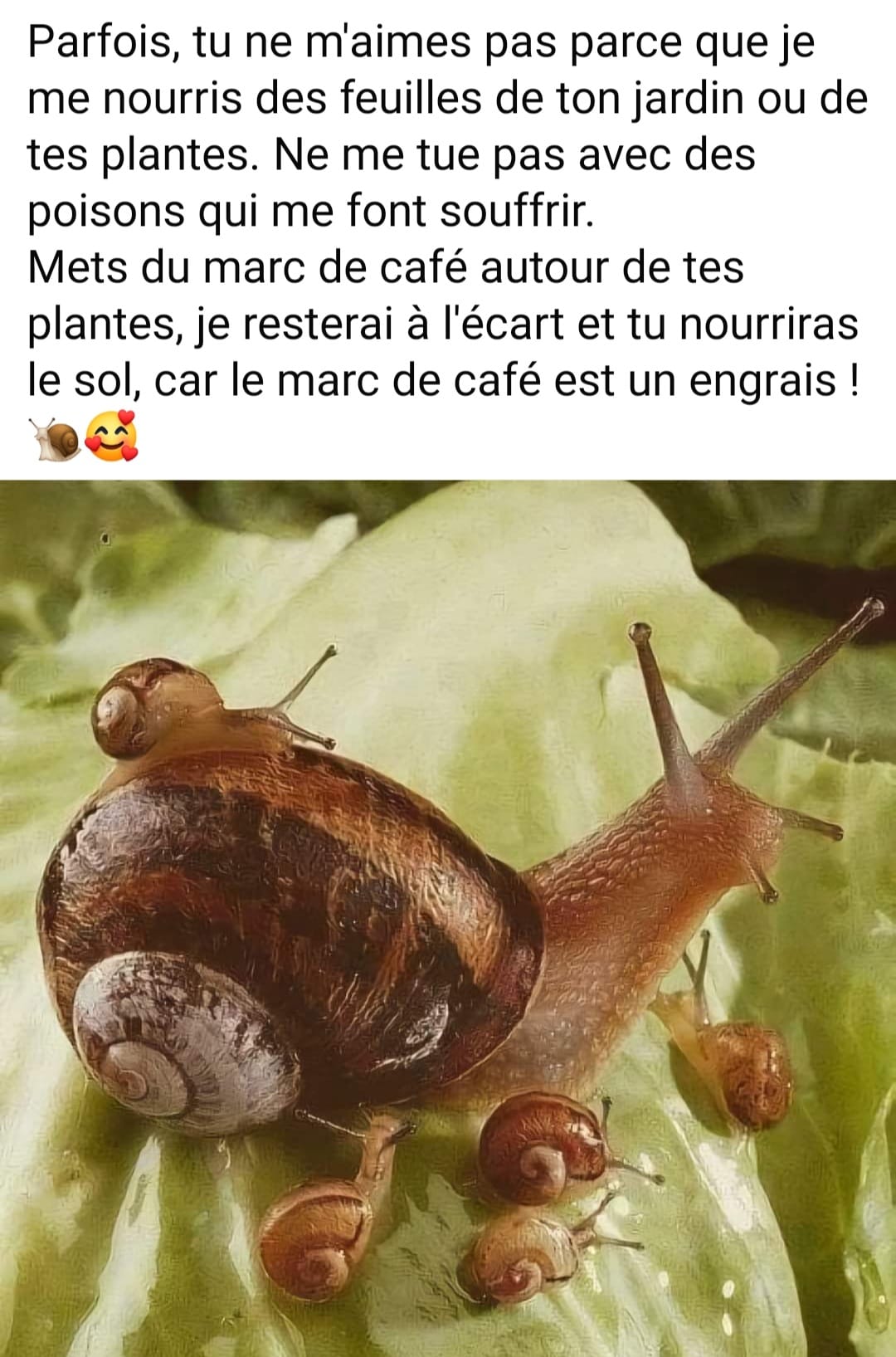 escargot