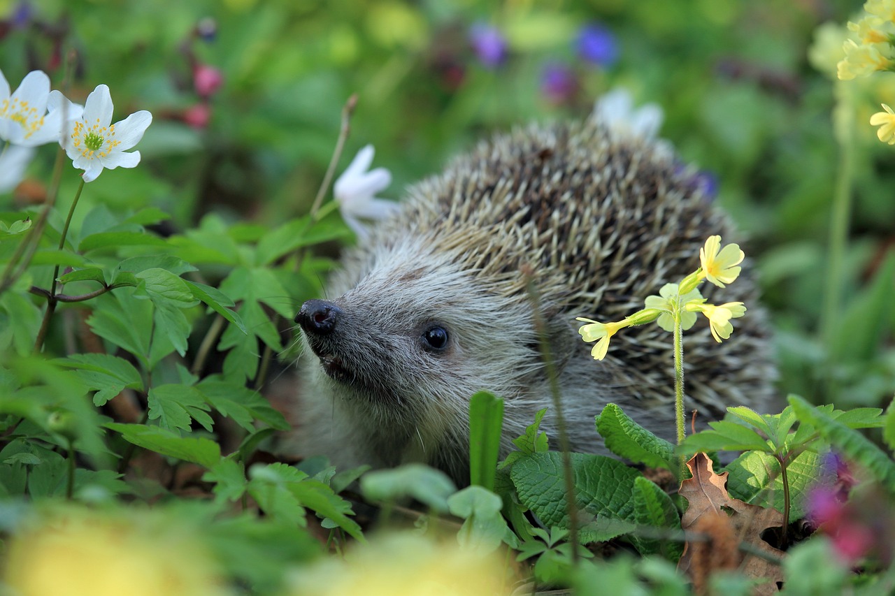 hedgehog-548335_1280