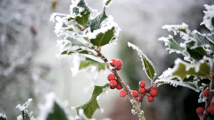 houx en hiver