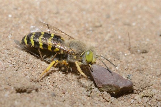 insecte migration