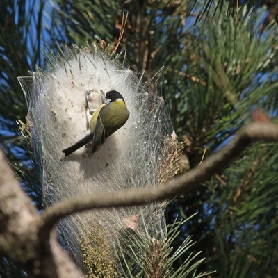 mésange chenille-processionnaire-du-pin-nid-mesange