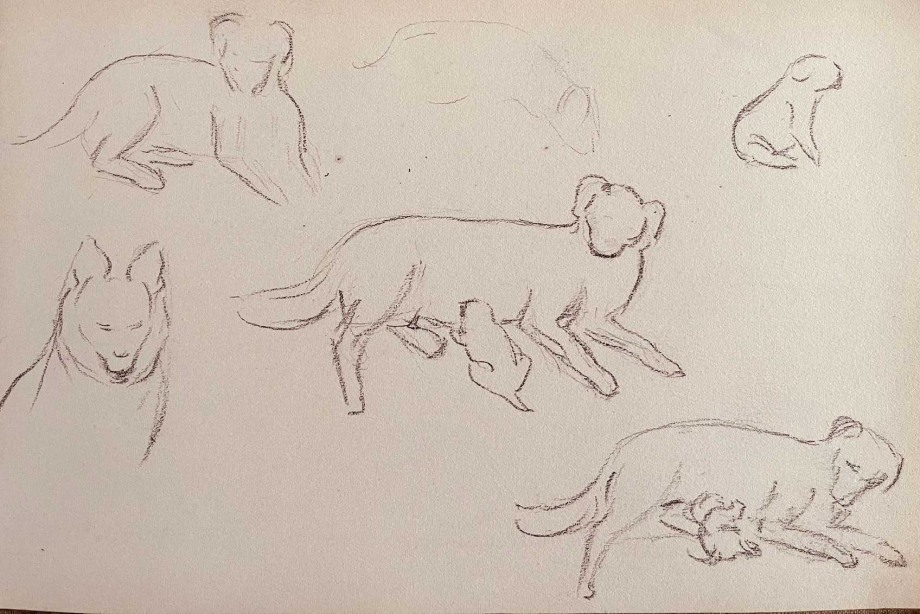 Chienne 