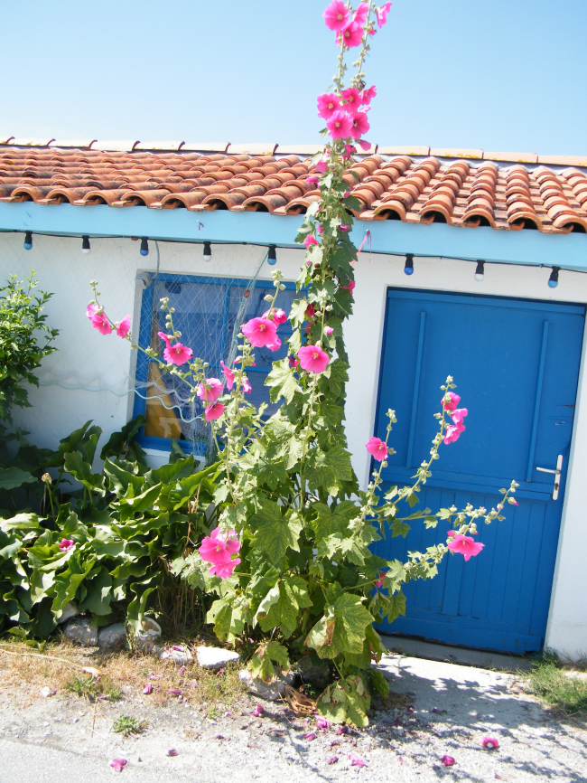 Andernos, plage, cabane huitres, fouilles près de l'église, fleurs