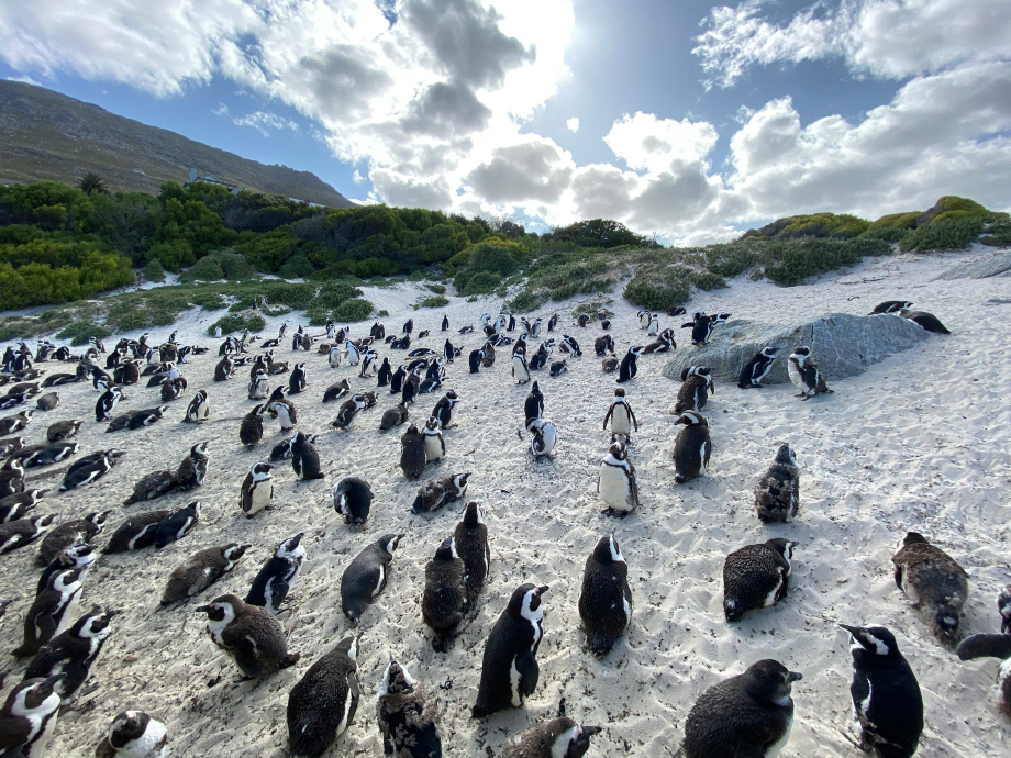 Boulders Beach Penguin Colony