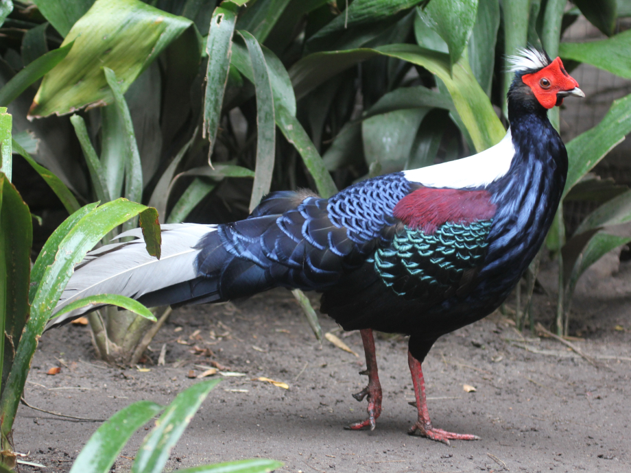 Discovering the wonders of the animal kingdom at the World of Birds