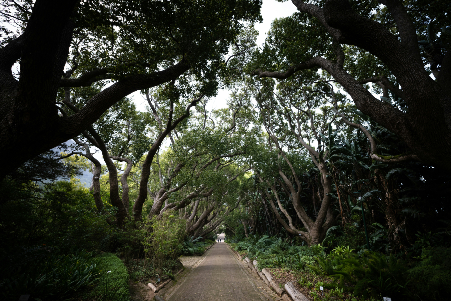 Getting lost in the enchanting gardens of Kirstenbosch National Botanical Garden