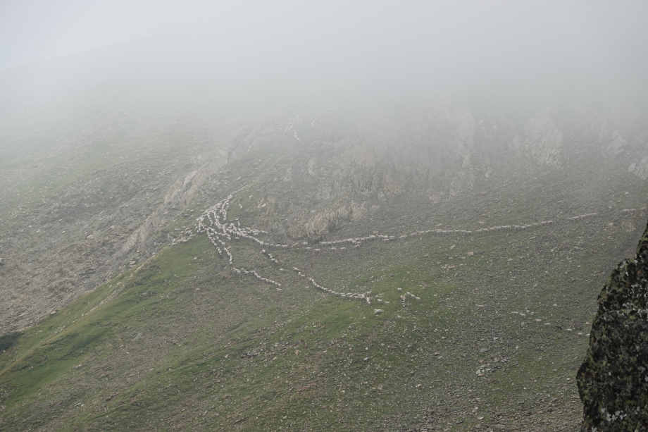 2025-07-30 Pic de Baxouillade - Moutons dans la brume