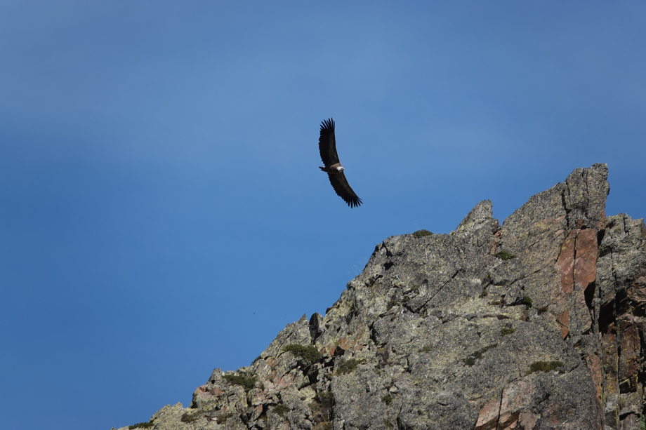 2025-09-17 Pic des Lavans - Vautour 1