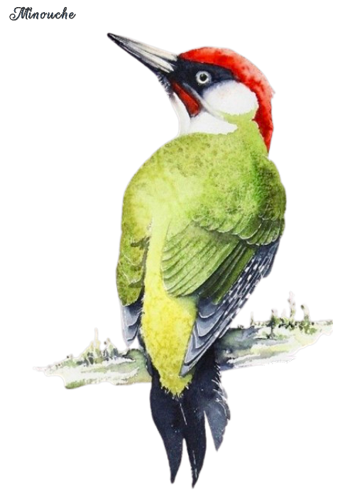 TubesAnimaux-Aout-Minouche (8)