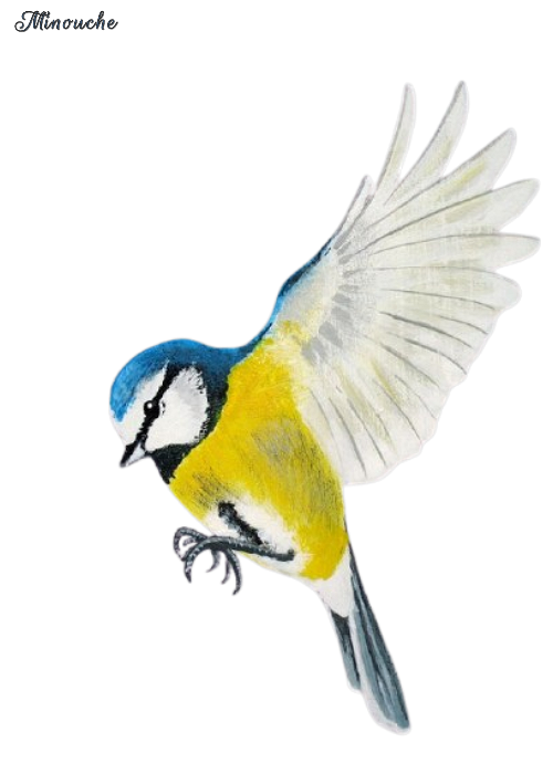 TubesAnimaux-Aout-Minouche (9)